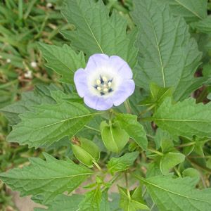 Nicandra physalo&iuml;des / Faux Coqueret - lot de 20 graines