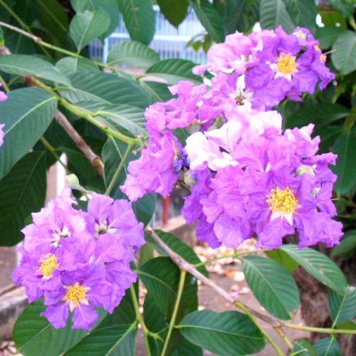 Lagerstroemia speciosa / Goyavier Fleur / Banaba