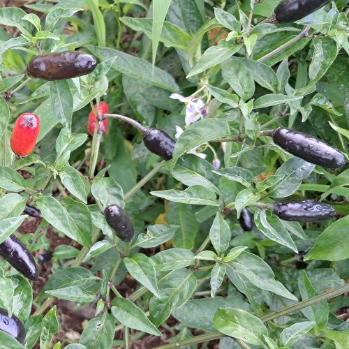 Capsicum / Piment Noir