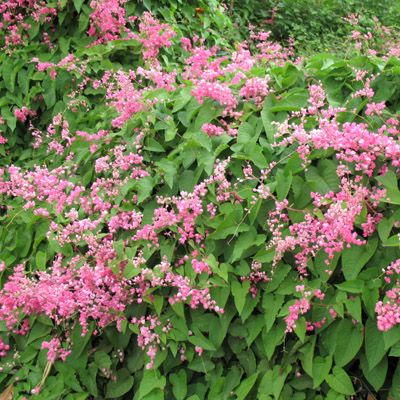 Antigonon leptotus