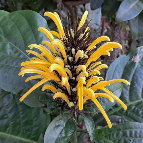 Justicia aurea-500pix