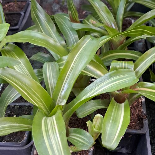neoregelia