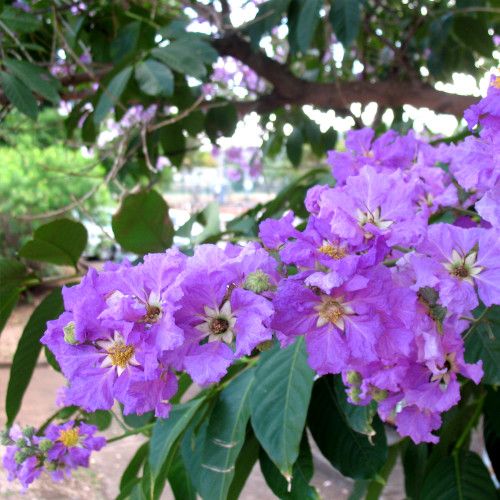 Lagerstroemia speciosa / Goyavier Fleur / Banaba