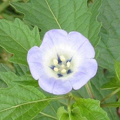 Nicandra physalo&iuml;des / Faux Coqueret - lot de 20 graines