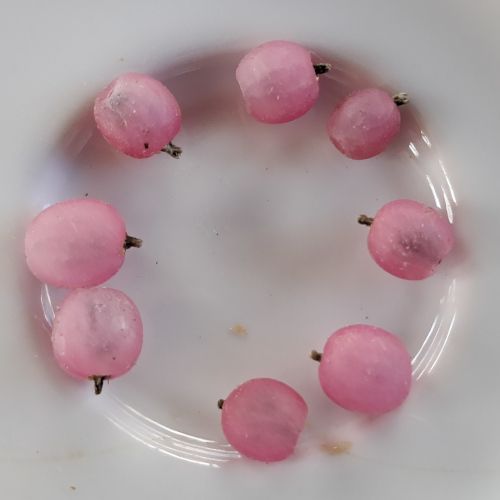 Rhipsalis baccifera-sp. Rose / Cactus