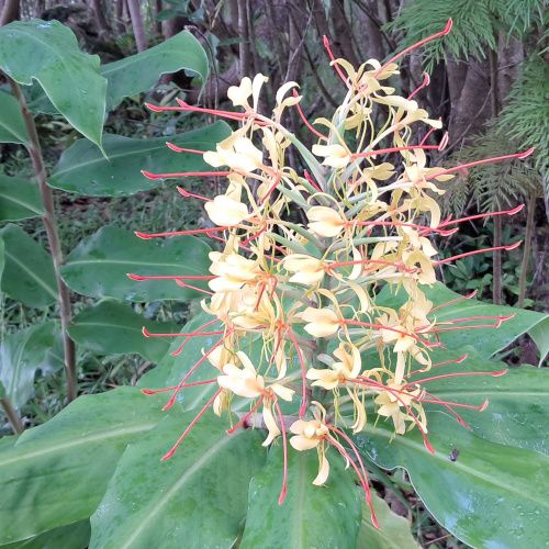 Hedychium gardnerianum / Longose