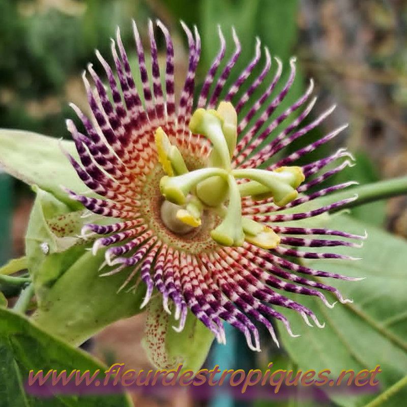 Passiflora maliformis / Coque en Fer