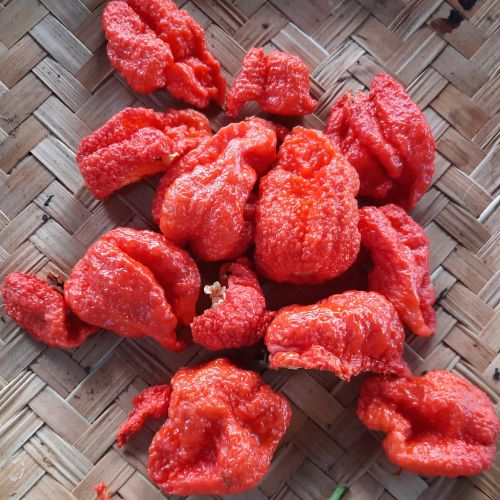 Capsicum / Piment Carolina reaper