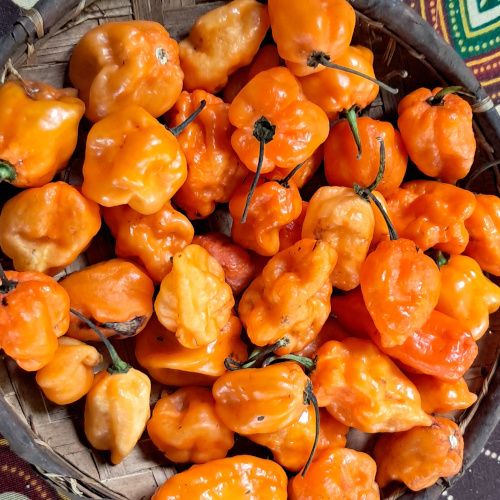 Capsicum sp / Piment du Diable / Jolokia