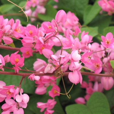 Antigonon leptotus