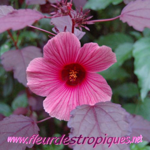 Hibiscus acetosella / Hibiscus � feuille rouge
