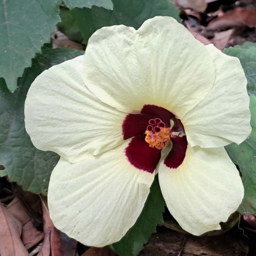 Hibiscus ovalifolius