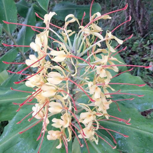 Hedychium gardnerianum / Longose
