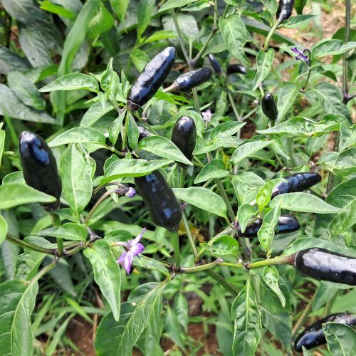 Capsicum / Piment Noir