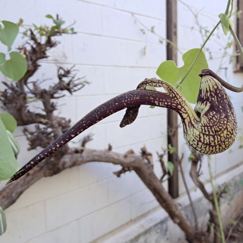 Aristolochia ringens_500px