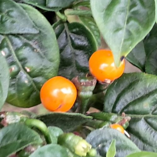 Capsicum / Piment Aji charapita/><br /><br /><br><center><img src=
