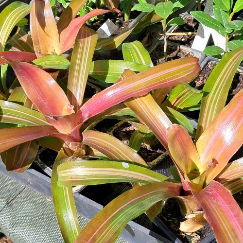 neoregelia