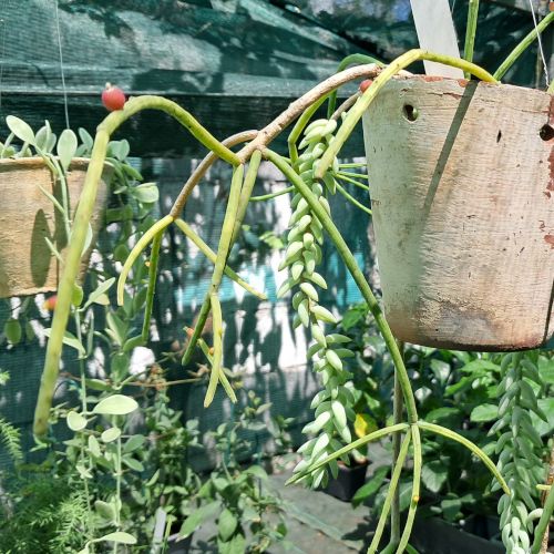 Rhipsalis baccifera-sp. rose / Cactus