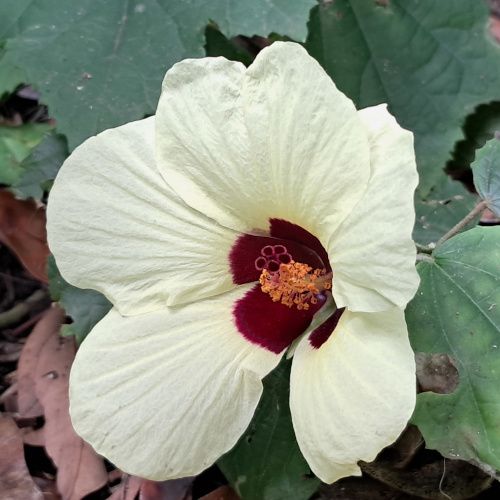 Hibiscus ovalifolius