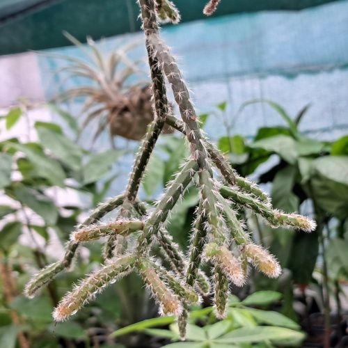 Rhipsalis baccifera sp. Horrida / Cactus