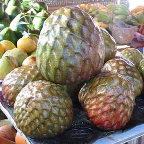 Annona reticulata