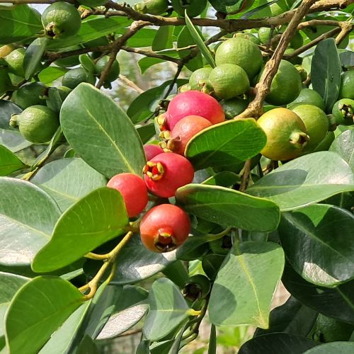 Psidium cattleyanum / Goyavier de Chine
