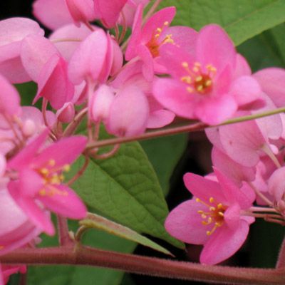 Antigonon leptotus
