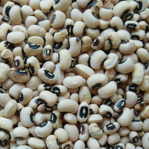 vigna unguiculata-Voeme-500pix2