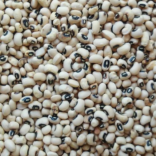 vigna unguiculata-Voeme-500pix