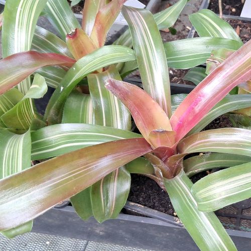 neoregelia