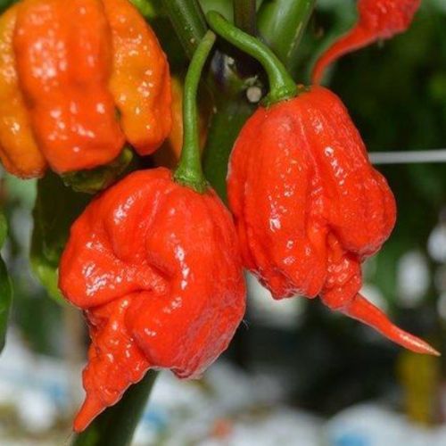 Capsicum / Piment Carolina reaper