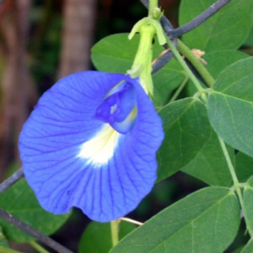Clitorea ternata - Fleur Bleue