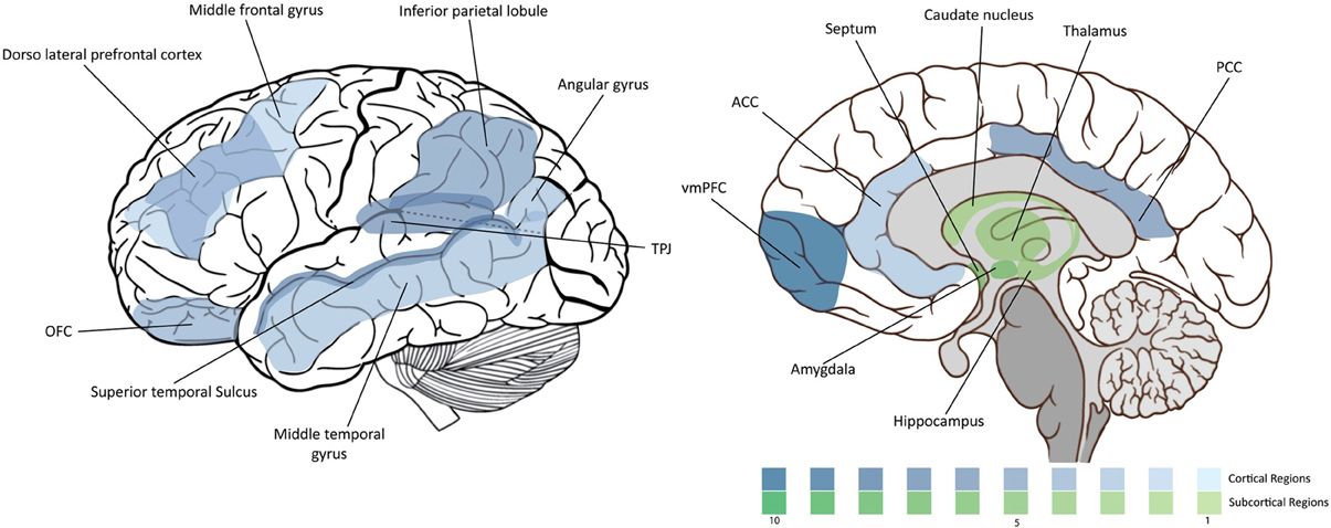 From Wikipedia, by Leo Pascual, Paulo Rodrigues, and David Gallardo-Pujol - Pascual L, Rodrigues P and Gallardo-Pujol D (2013) How does morality work in the brain? A functional and structural perspective of moral behavior. Front. Integr. Neurosci. 7:65. doi: 10.3389/fnint.2013.00065 http://journal.frontiersin.org/article/10.3389/fnint.2013.00065/full, CC BY 3.0, https://commons.wikimedia.org/w/index.php?curid=38546680