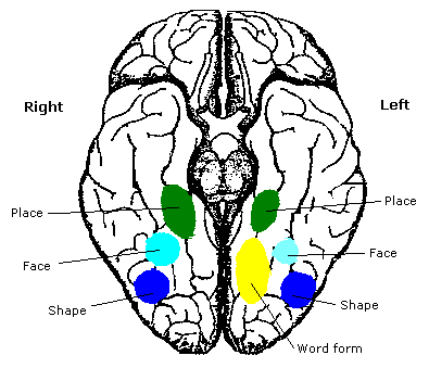 https://en.wikipedia.org/wiki/Fusiform_face_area
By The original uploader was RobinH at English Wikibooks. - File:Constudproc.png, CC BY-SA 3.0, https://commons.wikimedia.org/w/index.php?curid=37693297