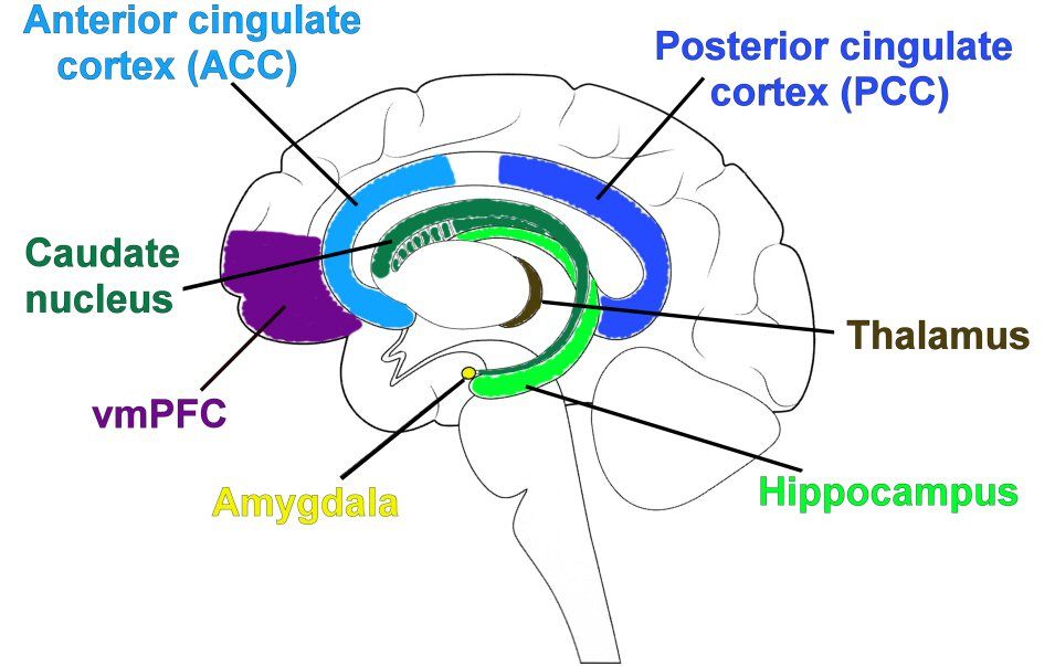 Median section of the brain showing the limbic system structures, from Neuroanatomy Coloring Book: Human Brain Coloring Book for Neuroscience and Neuroanatomy, 2021, by Summer Q. S. Parks.