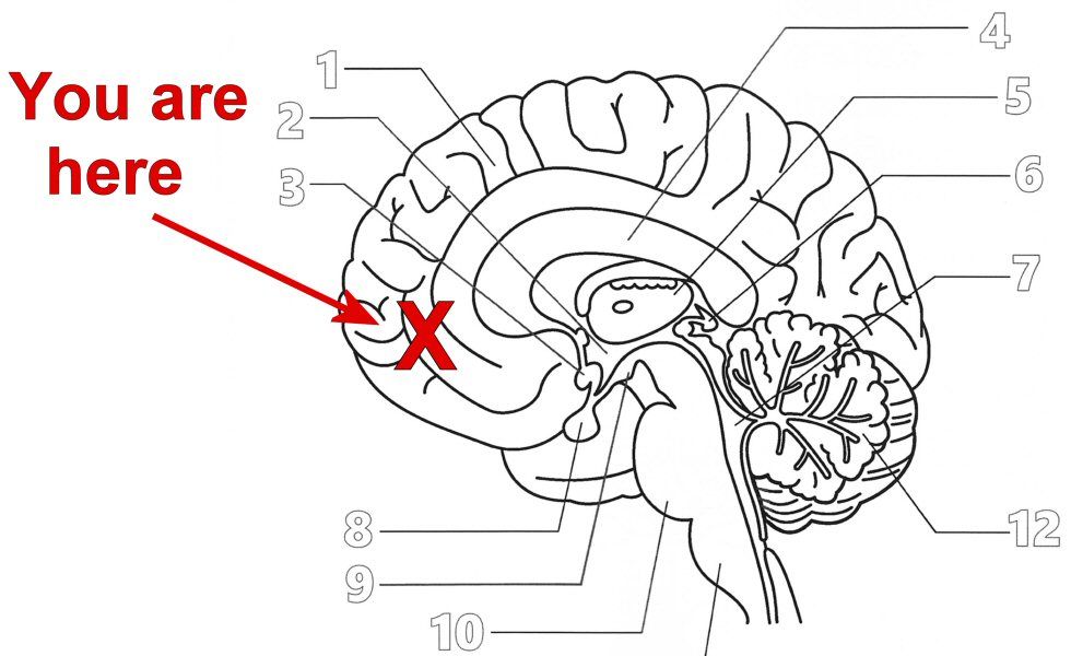 Median section of the brain from Neuroanatomy Coloring Book: Human Brain Coloring Book for Neuroscience and Neuroanatomy, 2021, by Summer Q. S. Parks. I am identifying the pre-frontal cortex (PFC) and surrounding areas by the X, as the seat of our moral sense of self.