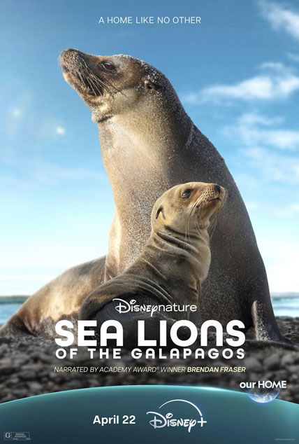 Sea Lions Of The Galapagos 2025