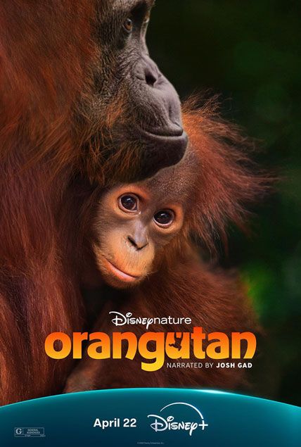 Orangutan 2026