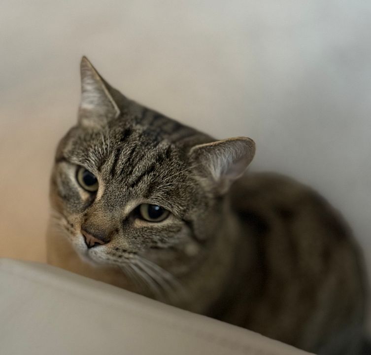 Pics of your pets (part III) | Page 91 | pink fish media