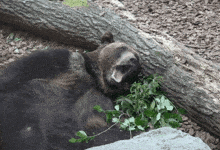 3ca980f1-3231-4fb3-b778-e88d855225ed.gif