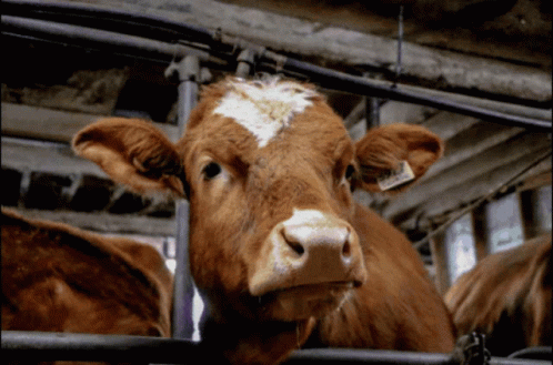7d88a394-d07b-4fb3-b838-541e2323a682.gif