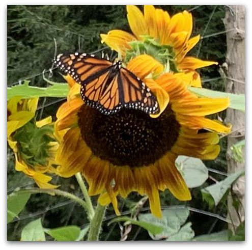 unnamed - 2025-08-23T143026.569