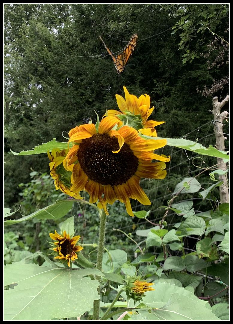 unnamed - 2025-08-23T142950.719