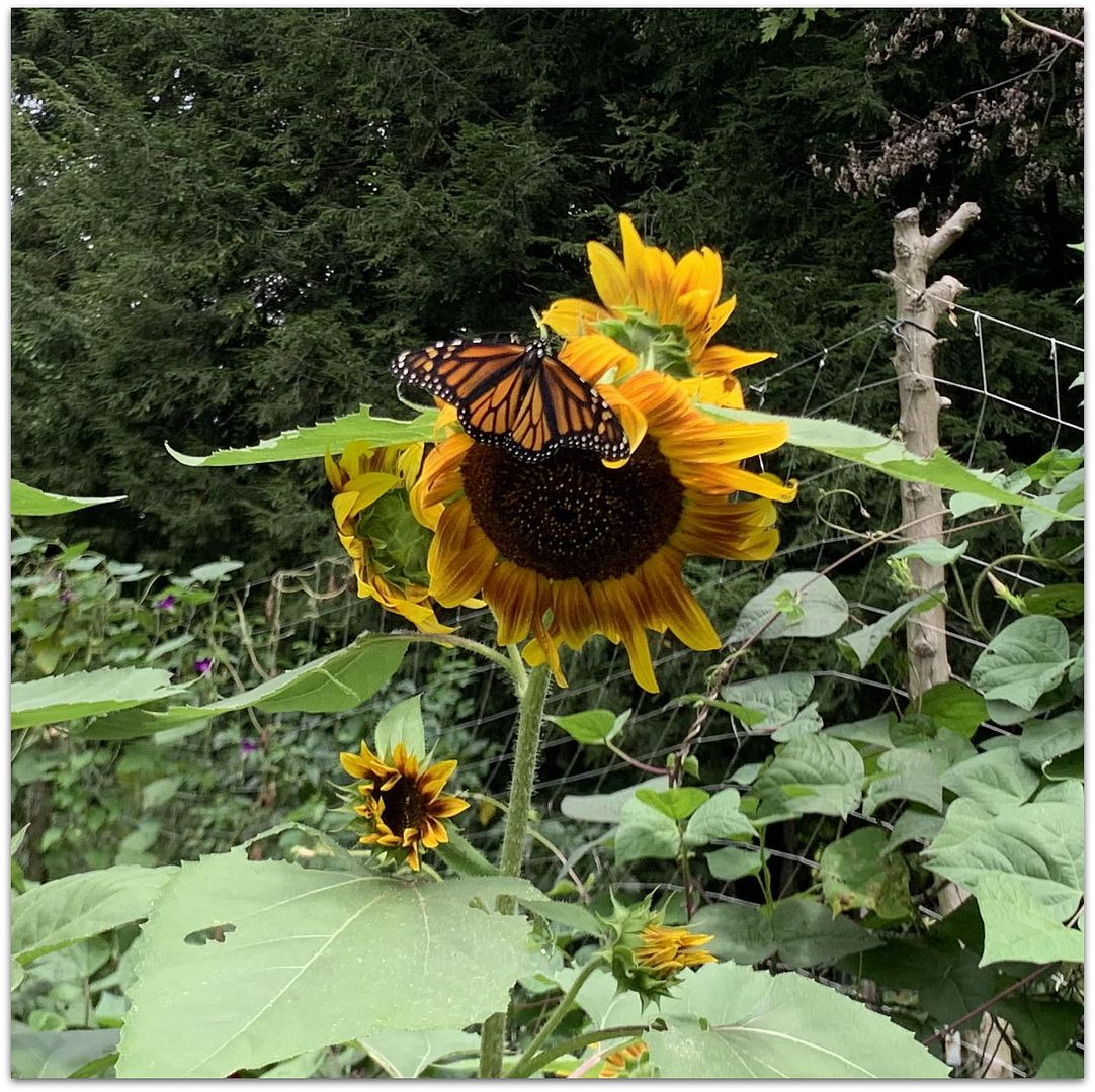 unnamed - 2025-08-23T143010.998