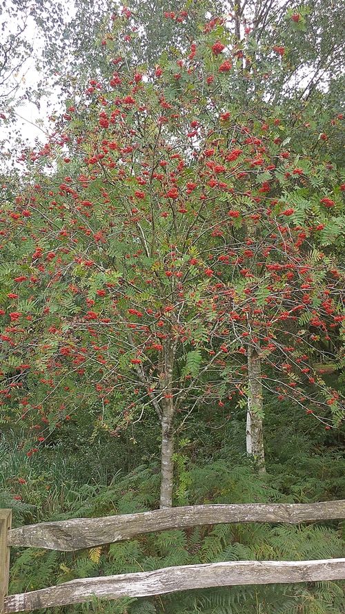 6 sizes of Native Rowan Sorbus Acuparia hedge plants hedging bare root ...