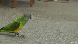 [Image: 1280319878_parrot-is-playing-dead.gif?wi...fit=bounds]
