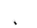 [Image: tiny_gnat.gif?width=320&height=320&fit=bounds]