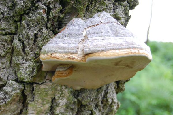 Horse hoof fungus