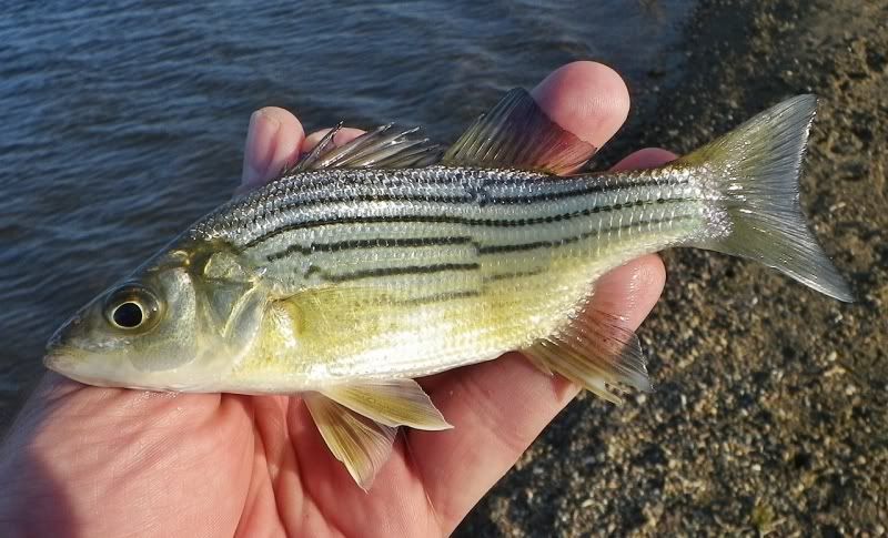 DM_BH_YellowBass_5-15-2012c.jpg