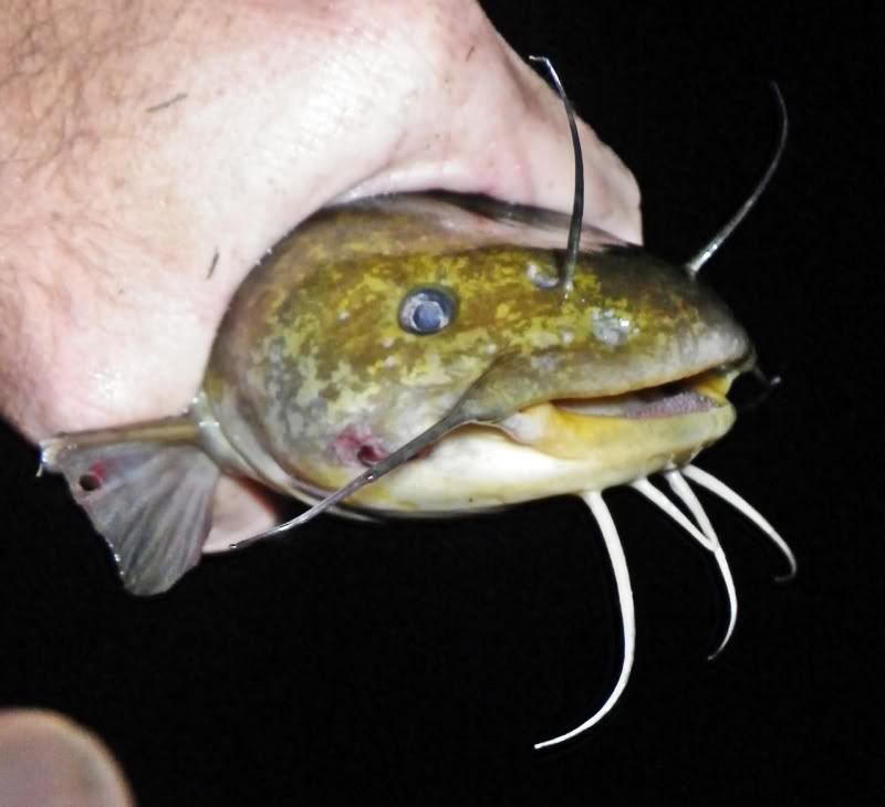 DM_GP_13inYellowBullhead_7-10-2012a.jpg